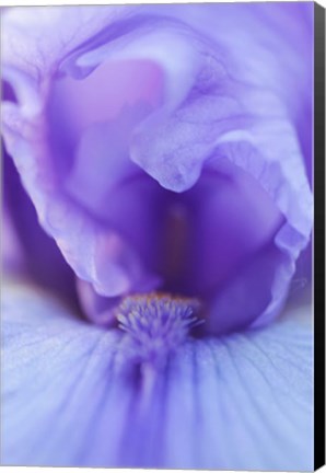 Framed Lavender Bearded Iris Print