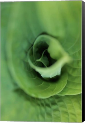 Framed Hosta Leaf Detail 1 Print