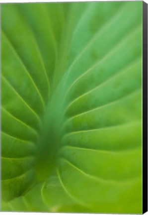 Framed Hosta Leaf Detail 3 Print