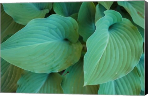 Framed Hosta Leaf Detail 5 Print