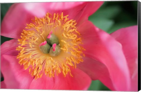 Framed Pink Peony Bloom Print