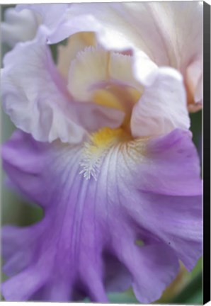 Framed Pale Lavender Bearded Iris Close-Up Print