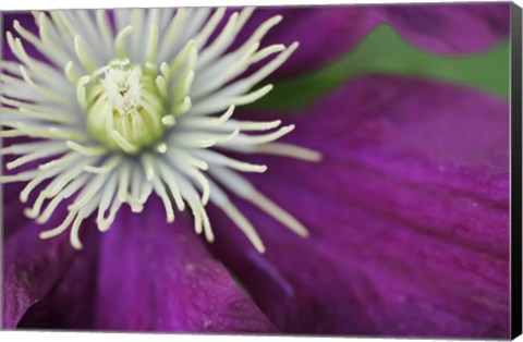 Framed Purple Clematis Bloom Print