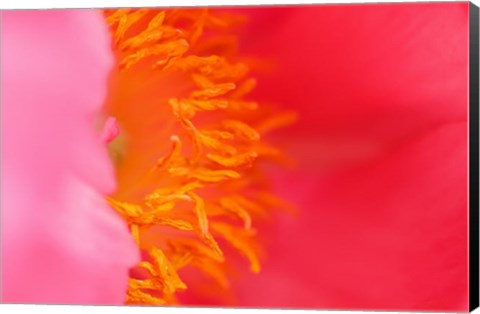 Framed Pink Peony Bloom 1 Print