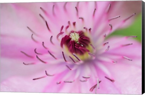 Framed Pale Pink Clematis Blossom 1 Print