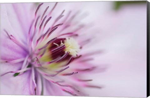 Framed Pale Pink Clematis Blossom 2 Print