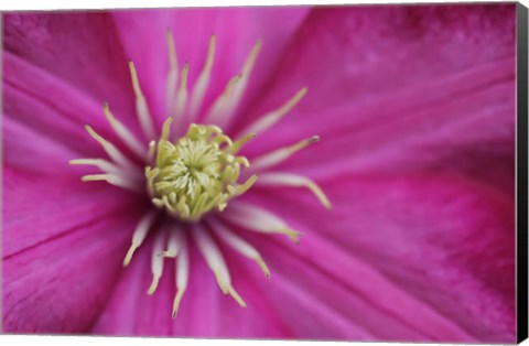 Framed Pale Pink Clematis Blossom 3 Print