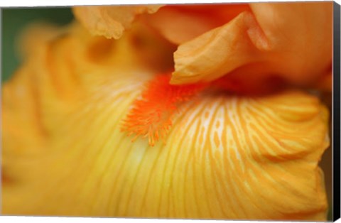 Framed Bearded Iris Flower Close-Up 2 Print