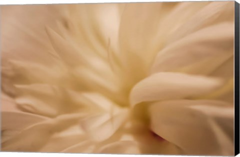 Framed White Peony 1 Print