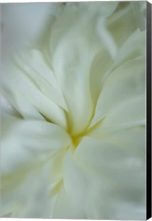 Framed White Peony 4 Print