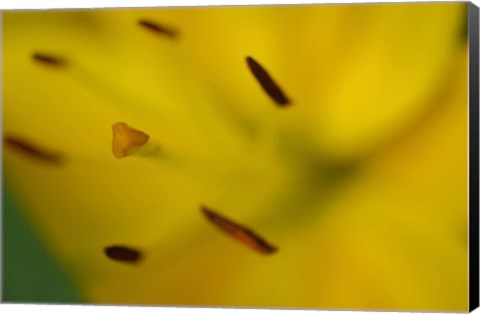 Framed Yellow Daylily Flower Close-Up 1 Print