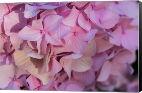 Framed Pink Hydrangea Blossom 1 Print