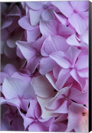 Framed Pink Hydrangea Blossom 2 Print