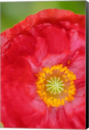 Framed Red Poppy Flower Print