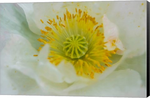 Framed Garden Poppy Print