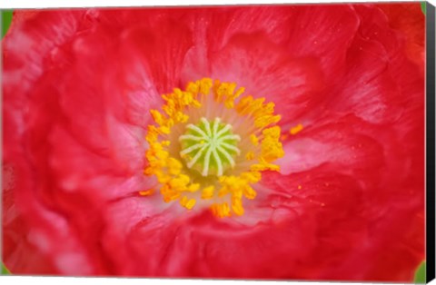 Framed Red Poppy Flower Print