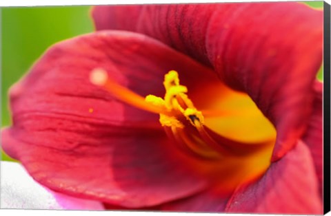 Framed Red Daylily Print