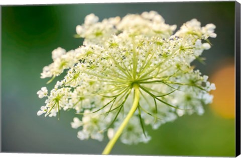 Framed Queen Anne&#39;s Lace Flower 1 Print