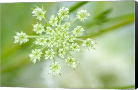 Framed Queen Anne&#39;s Lace Flower 2 Print