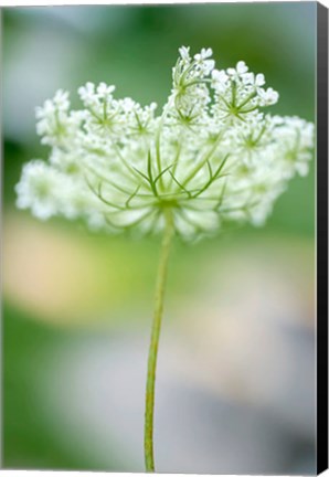 Framed Queen Anne&#39;s Lace Flower 3 Print