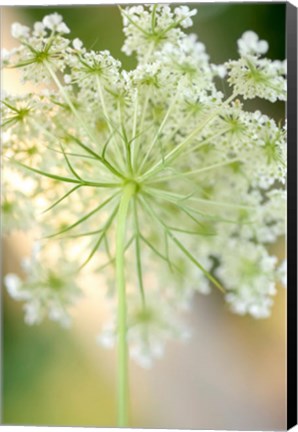 Framed Queen Anne&#39;s Lace Flower 5 Print