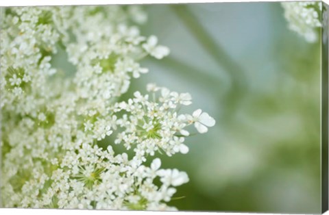 Framed Queen Anne&#39;s Lace Flower 6 Print