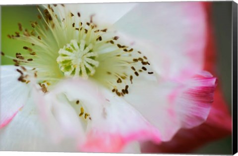 Framed Garden Poppy 1 Print