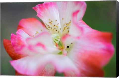 Framed Garden Poppy 2 Print