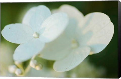 Framed Hydrangea Bloom 1 Print