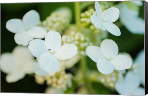 Framed Hydrangea Bloom 2 Print