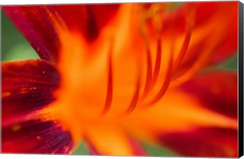 Framed Red Daylily 1 Print