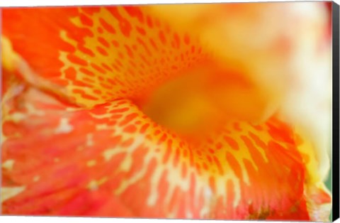 Framed Orange Canna Flower Detail Print