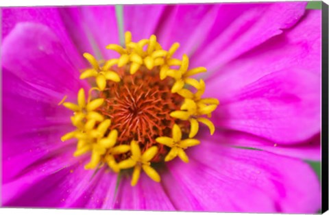 Framed Hot Pink Zinnia Flower Print