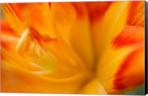 Framed Orange Daylily Print