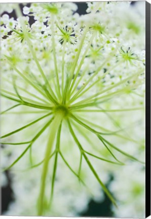Framed Queen Anne&#39;s Lace Flower 1 Print