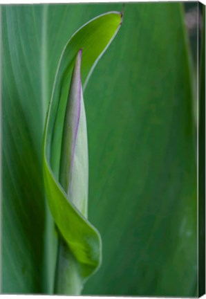 Framed Canna Leaf Bud Print