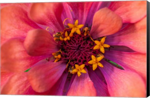 Framed Zinnia Blossom 2 Print