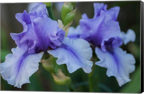 Framed Lavender Iris 1 Print