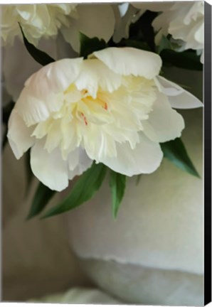 Framed White Peonies In Cream Pitcher 3 Print