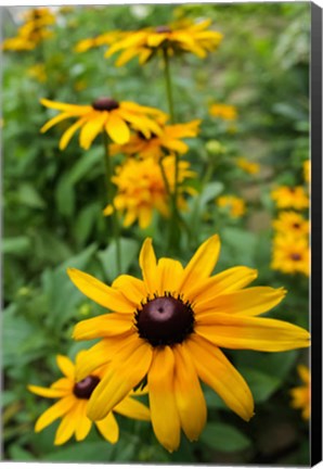 Framed Black-Eyed Susan Flowers Print