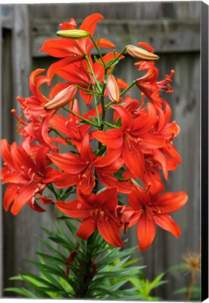 Framed Orange Tiger Lily Print