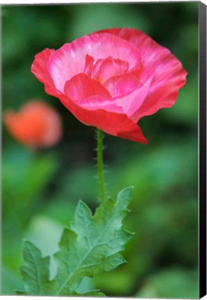 Framed Red Poppy Flower Print