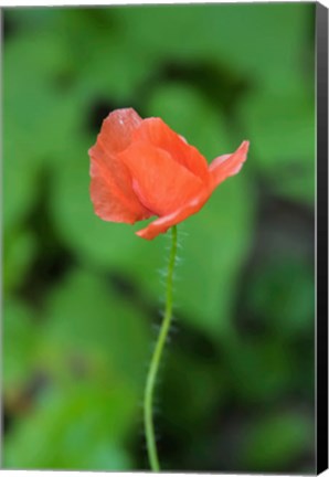 Framed Poppy Flower Print