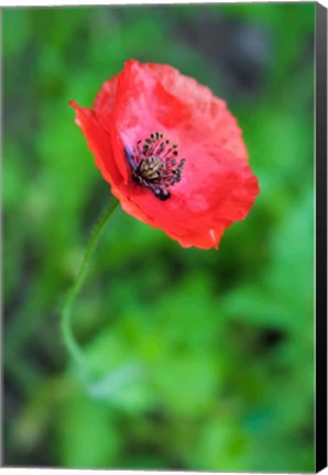 Framed Red Poppy Flower 1 Print