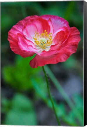Framed Pink Poppy Flower Print