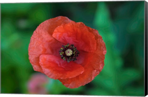 Framed Red Poppy Flower 2 Print