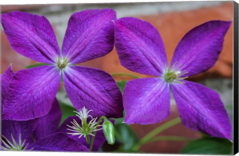 Framed Purple Clematis Flowers 2 Print