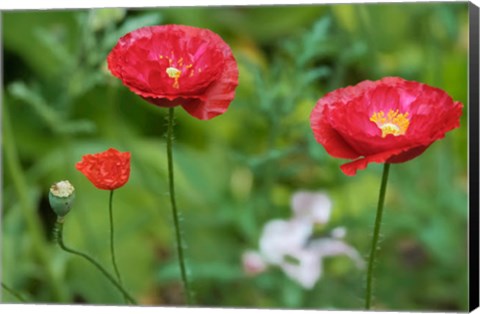 Framed Red Poppy Flowers Print