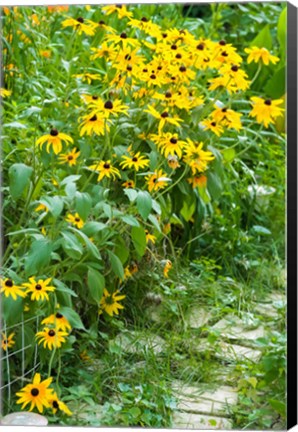 Framed Black-Eyed Susan Flowers 1 Print