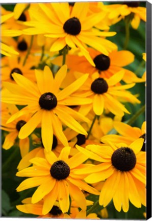 Framed Black-Eyed Susan Flowers 2 Print